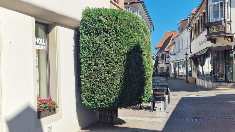 Hingucker. FuZo-Grün in BZA. Foto. rw. 