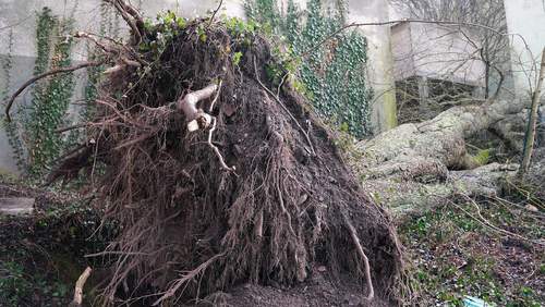 18.02.2026 - Entwurzelt. Rosskastanie mit Schwerlastkran bergen.