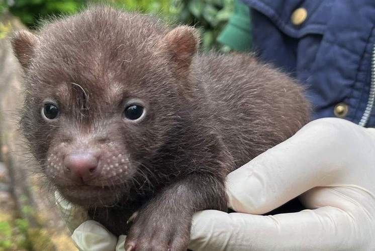 Eines von fünf Waldhund-Jungtieren, die 2025 im Zoo LD das Licht der Welt erblickten. Foto. Zoo. LD. Pressefrei.
