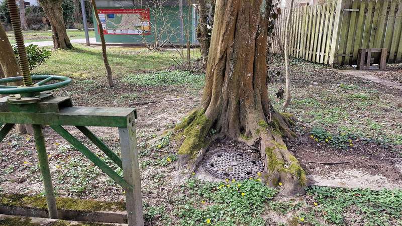 ... diese Baumwurzeln im Kurpark von BZA. Und haben dabei die Beton-Einfassung überwunden ... Fotos. rw. 