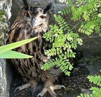 Abgestürzten Uhu aus einem Garten in Edenkoben gerettet. Er wird nun in der Haßlocher Greifvogelstation aufgepäppelt.