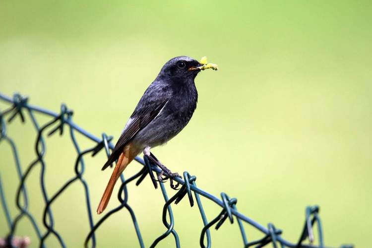 Der Hausrotschwanz ist einer der „Stars“ im Gebäudebrüterkataster der Stadt LD. Foto. Pixabay. Frei. 