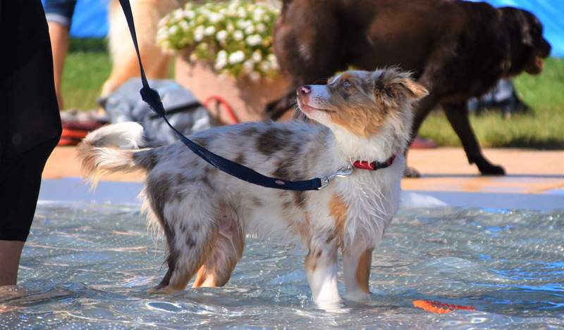 Eindrücke vom Hundebadetag 2021. Foto. Stadt. LD. Frei. 
