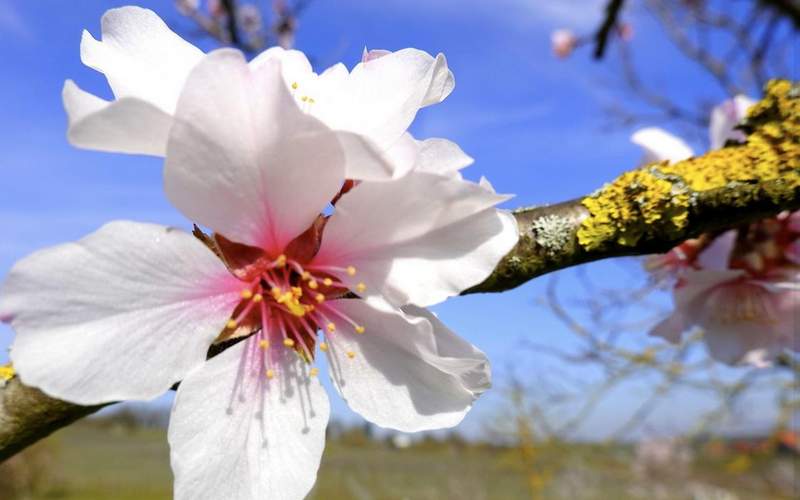 Wie jedes Jahr bei gutem Wetter. Die Gimmeldinger Mandelblüte ist überlaufen, P-Plätze teilweise seit Mittag gesperrt. Foto. Sulamay Fillinger. 
