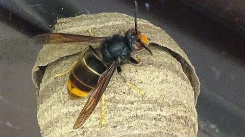 23.04.2026 - Asia-Hornisse. Auf Nester-Suche gehen. 