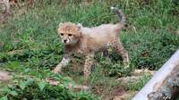 Die kleine Gepardin Assama erobert die Herzen der Besucher des Zoos LD im Sturm. Foto. Stadt. LD. Frei. 