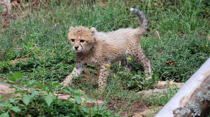 Die kleine Gepardin Assama erobert die Herzen der Besucher des Zoos LD im Sturm. Foto. Stadt. LD. Frei. 