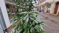 "Gezuckert". Der Christbaum vor der Redaktion von suewpress.de in der FuZo von BZA. Foto. rw.