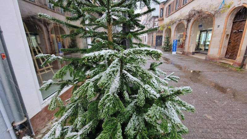 "Gezuckert". Der Christbaum vor der Redaktion von suewpress.de in der FuZo von BZA. Foto. rw.