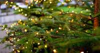 Wohin mit dem Christbaum nach Weihnachten?