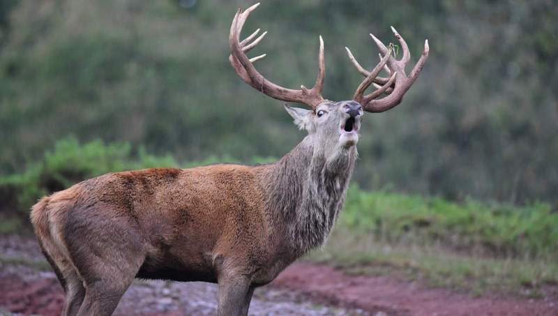 Der Rothirsch steht beim diesjährigen Wildparkfest im Mittelpunkt. Foto. WWP. Frei. 