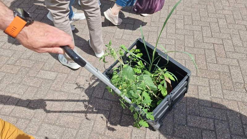 Am meisten gefragt und gekauft. Tomaten und Kräuter. Foto. rw. 