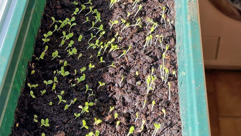 Am heutigen Freitagmorgen haben wir die Aussaatkiste mit Pflücksalat auf der Fensterbank in der suewpress.de-Redaktion seitenverkehrt gedreht. Binnen Minuten haben sich die kleinen, in der Sonne liegenden Halme umgerüstet und recken wieder der Sonne nach, während die noch im Schatten liegenden Pflänzchen noch nicht so genau wissen, wohin die Reise geht. Foto. rw. 
