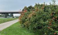Hier auf der A 65 bei Edesheim hat am heutigen Freitag ein Fahrer auf dem Standstreifen angehalten und sich seinen Wagen mit den Früchten der angrenzenden Apfelbaum-Plantage befüllt. 