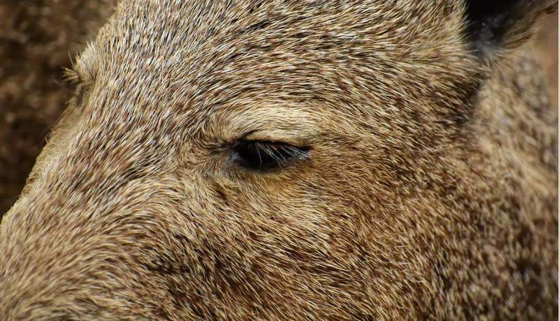 Wegen eines die Straße querendes Wildschweines hat in SP das Lenkrad ihres Wagens beim Ausweichmanöver verrissen, überschlug sich und blieb auf dem Dach liegen.