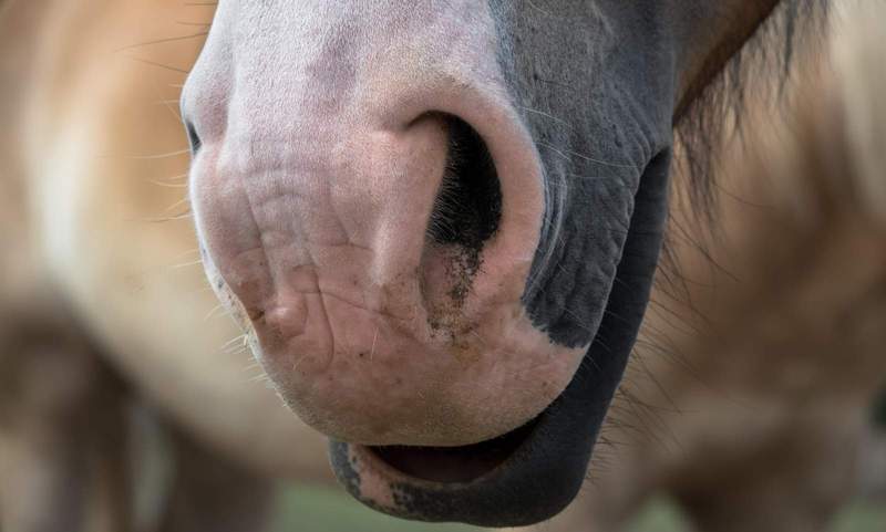 Ein Pferd ist aufgrund des Rotoren-Lärms eines Hubschraubers bei SP ausgebüxt und auf die B 9 gerannt. 