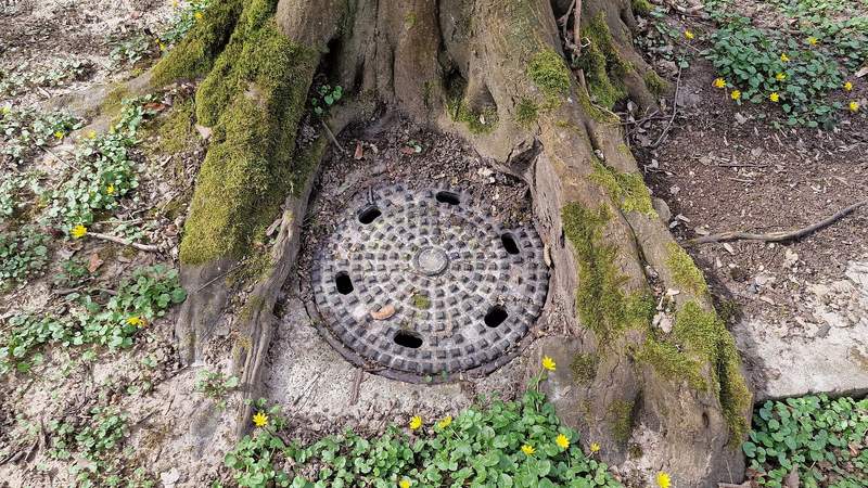 Sauber um den Rand des Gully gewachsen sind ...