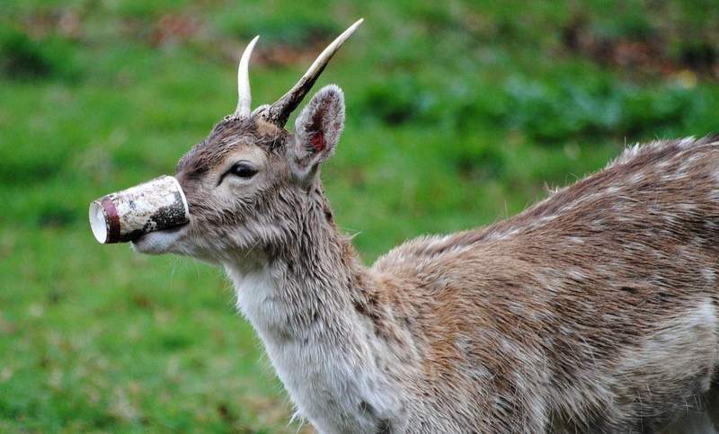Genau das soll nicht passieren. Wildtiere stöbern im Restabfall. Das wird gelernt und trainiert. Mit Schulkindern. 