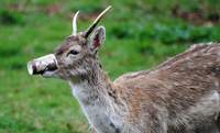 Genau das soll nicht passieren. Wildtiere stöbern im Restabfall. Das wird gelernt und trainiert. Mit Schulkindern. 