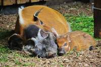 Auch zu sehen im Zoo LD. Pinselohrschweine. Foto. Zoo. LD. Pressefrei.