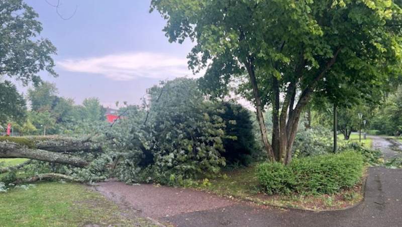 Beim Unwetter am heutigen Freitagnachmittag im Kurpark umgekippt. Ein gestandener Laubbaum. 