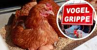 Die Virus-Welle der Vogelgrippe ist am Abebben. Nach SÜW verkündet nun auch der Kreis GER das Ende der Aufstallungspflicht zum neuen Jahr an. 