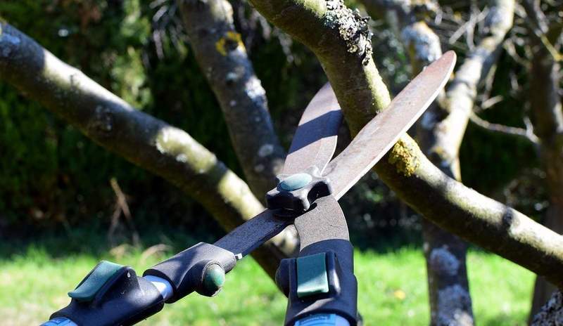 Ab dem 1. März dürfen keine Bäume und Gehölze in größerem Ausmaß geschnitten werden. Dann beginnt die Brut- und Setzzeit der Vogelwelt. 