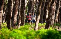 Zwischen Wald und ...