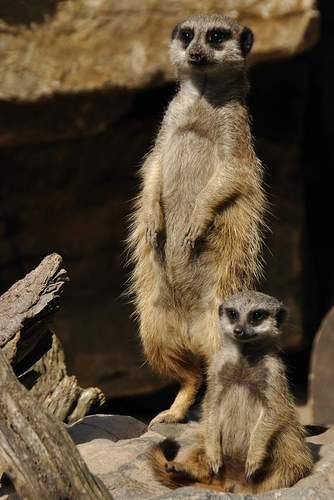 Erdmännchen. Foto. Zoo. LD. Frei.