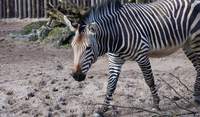 In den Herbstferien ist in LD eine Zoo-Safari geplant. Bitte anmelden. Foto. Stadt. LD. Frei. 