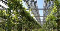 Ist der Weinanbau mit überdachenden PV-Anlagen praktikabel? Ein Testprojekt in der Oberrheinregion soll Daten liefern. 
