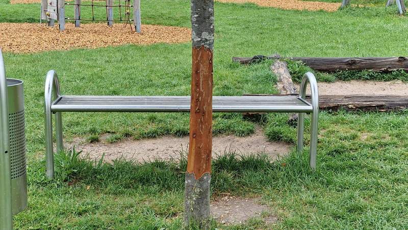 Gut 50 bis 60 Zentimeter Rinde wurden fein säuberlich abgezogen. Foto. rw. 