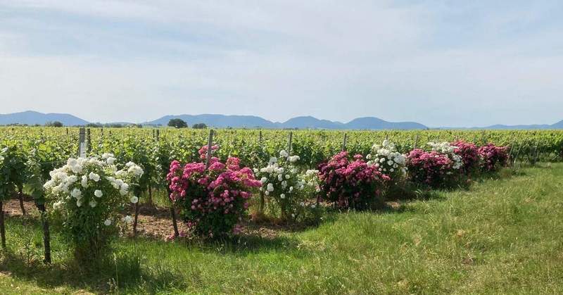 Zum Beispiel in Mühlhofen blühen Rosen von einer früheren SÜW-Aktion. Foto. Weingut Martin Bangerth. Frei.