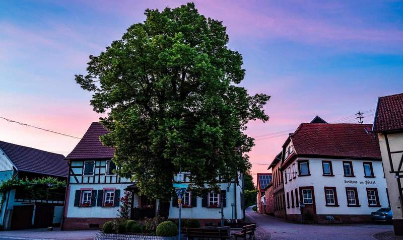 Noch herrscht Ruhe am Platz der Dorflinde in Dierbach. Ab dem morgigen Freitag steppt beim Federweißenfest mit Bauernmarkt der Bär. Erwartet werden wie jedes Jahr Tausende Besucher.