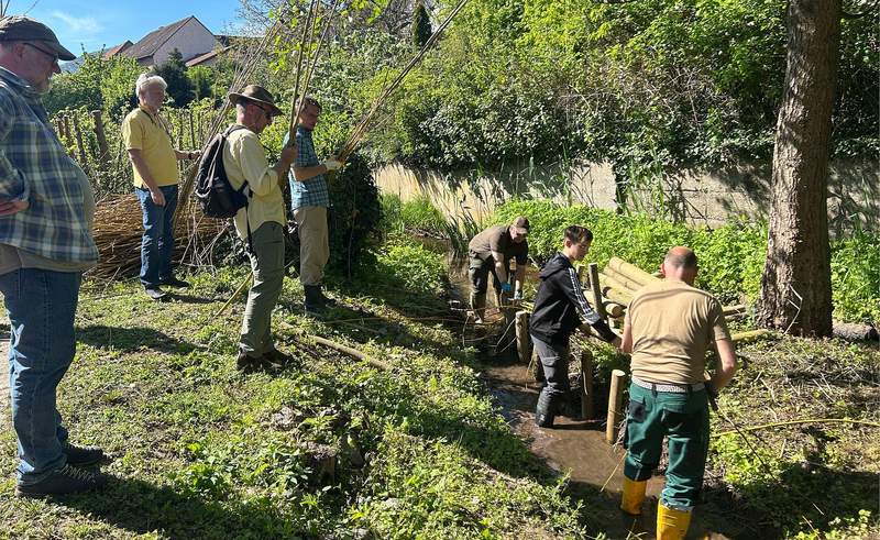 Praktisches Arbeiten im Triefenbach zur Verbesserung der Gewässerstruktur. So wurden Stein-„Buhnen“ als Strömungslenker eingebracht, kleine „Faschinen“ (Astbündel oder Pfähle) in das Bachufer eingebaut. Bäume, Sträucher und Weide-Stecklinge wurden ebenso gepflanzt. Foto. VG Edenkoben. Pressefrei.