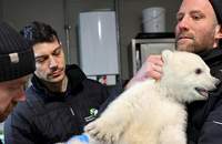 Die Zootierärzte Dr. Marco Roller und Dr. Lukas Reese (v.l.) untersuchen den jungen Eisbären, der von Revierleiter Moritz Ehlers gehalten wird. Foto. Zoo KA. Timo Deible. Frei.