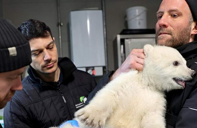Die Zootierärzte Dr. Marco Roller und Dr. Lukas Reese (v.l.) untersuchen den jungen Eisbären, der von Revierleiter Moritz Ehlers gehalten wird. Foto. Zoo KA. Timo Deible. Frei.
