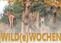 Rotwild im Wild- und Wanderpark im Herbst. Foto. WWP. Pressefrei. 