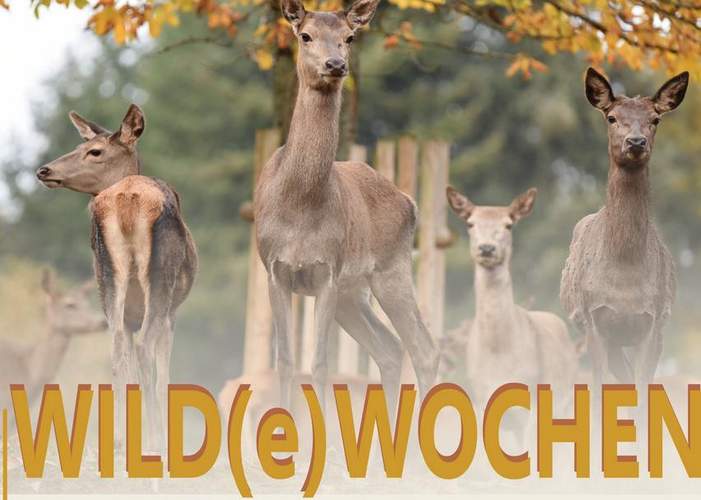 Rotwild im Wild- und Wanderpark im Herbst. Foto. WWP. Pressefrei. 