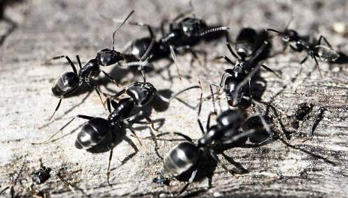 27.04.2026 - Bekämpfung. Von Tapinoma magnum. Hotspot Burrweiler.