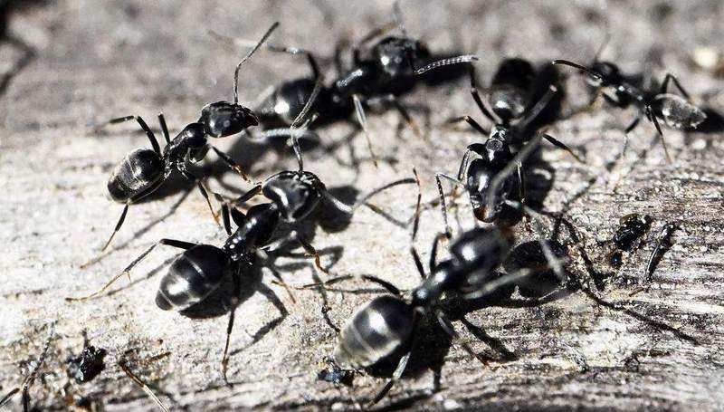Exemplare der eingeschleppten Ameisenart Tapinoma magnum (Große Drüsenameise). Foto. Stadt. LD. Frei. 