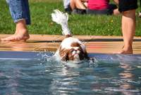 Für den 21. September ist zum Saison-Ende des Freibades am Prießnitzweg in LD wieder ein Schwimmtag für Hunde terminiert. Foto. Stadtholding LD. Britta Hoff. Frei.