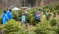 Selbst eingeschlagene Weihnachtsbäume aus dem Pfälzer Wald. Für viele ein liebgewonnenes Ritual in der Adventszeit. Foto. Forstamt Haardt. Pressefrei. 