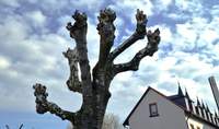 Die Platane gilt als idealer Stadtbaum. Wegen seines dichten, Schatten spendenden Laub und seine Fähigkeit, viel Schadstoffe aus der Luft zu filtern. Foto. rw. 
