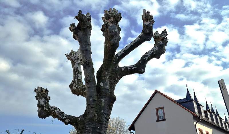 Die Platane gilt als idealer Stadtbaum. Wegen seines dichten, Schatten spendenden Laub und seine Fähigkeit, viel Schadstoffe aus der Luft zu filtern. Foto. rw. 
