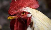 In Niederhorbach will ein Landwirt einen Hähnchen-Großmastbetrieb mit rund 30.000 Tieren errichten. Dagegen regt sich Widerstand im Dorf. Symbolfoto. Pixabay. Frei.