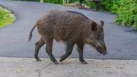 Wildschweine haben bei Haßloch die A 65 gekreuzt. Eine Wutz wurde dabei von einem Auto erfasst. 
