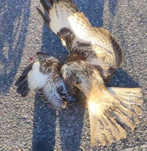 09.02.2026 - Lebensretter. Radsportler harrt bei verletztem Bussard aus.