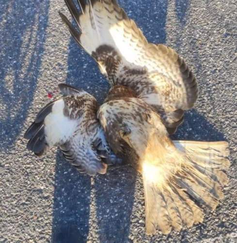 Verletzt auf dem Asphalt der L 545 zwischen Steinfeld und BZA. Ein ziemlich lädierter Mäusebussard.