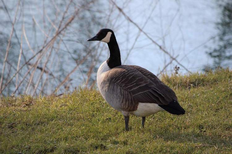 Die Vogelgrippe greift nun auch in der Pfalz um sich. 